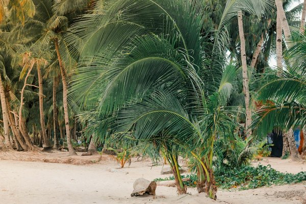 Les avantages d'une croisière solo : l'avis des voyageurs indépendants